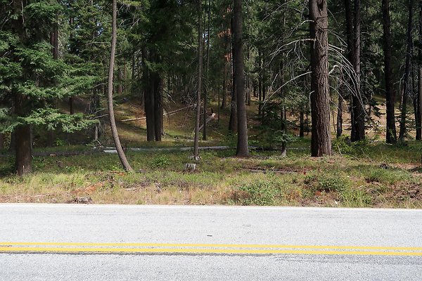 Glacier View Campground USFS Lake Wenatchee - 6