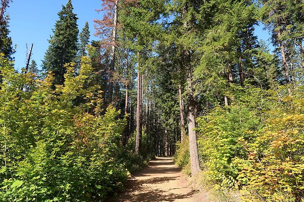 Lake Wenatchee State Park NOT CLEAR - 10