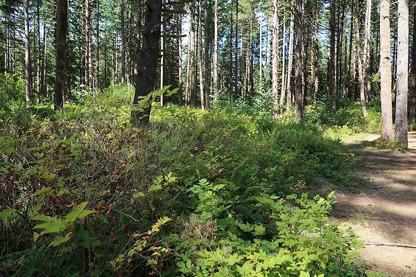 Horseshoe Cove Campground Baker Lake 2025 - 28