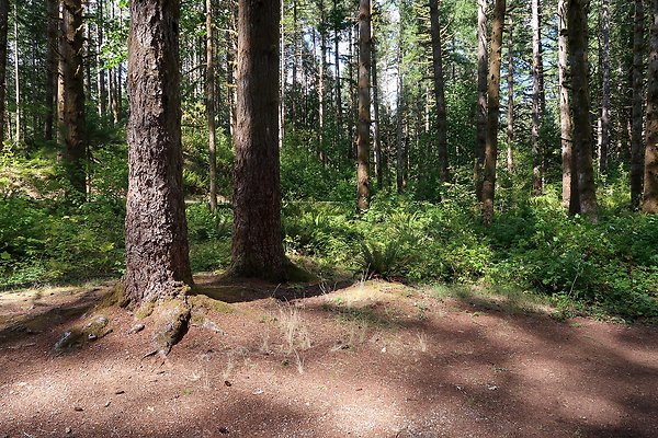 Horseshoe Cove Campground Baker Lake 2025 - 48