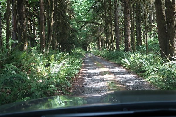 NF 1136 Road and Campground 2025 - 5