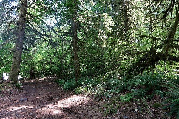 NF 1136 Road and Campground 2025 - 9