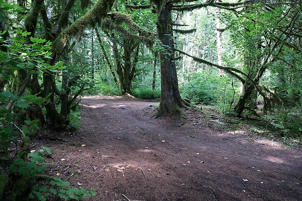 NF 1136 Road and Campground 2025 - 26