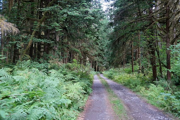 NF 1136 Road and Campground 2025 - 3