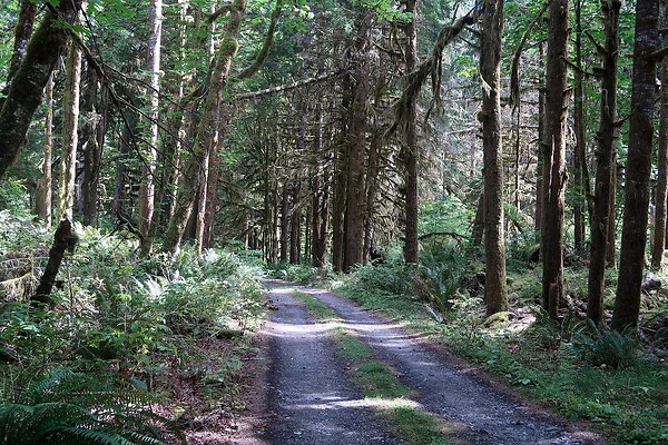 NF 1136 Road and Campground 2025 - 4