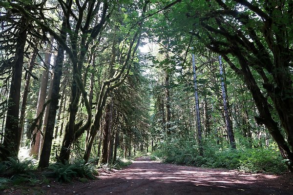NF 1136 Road and Campground 2025 - 6