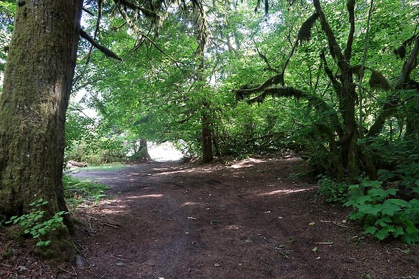 NF 1136 Road and Campground 2025 - 11