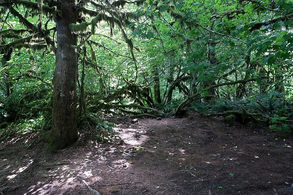 NF 1136 Road and Campground 2025 - 18