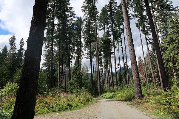 Park Creek Campground Baker Lake - 6