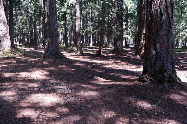 Ranger Creek Campground 2025 - 52