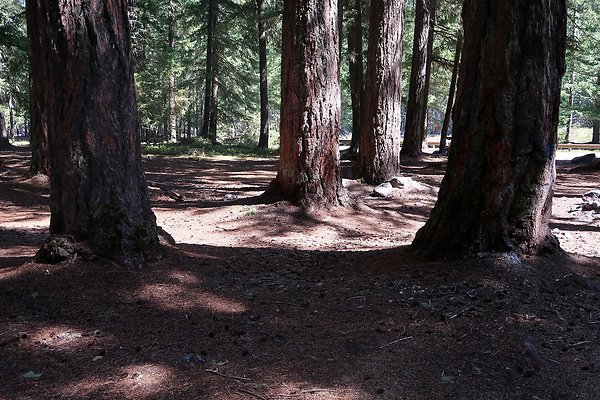 Ranger Creek Campground 2025 - 53