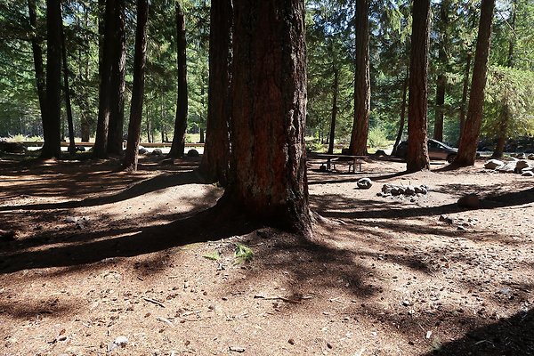 Ranger Creek Campground 2025 - 49