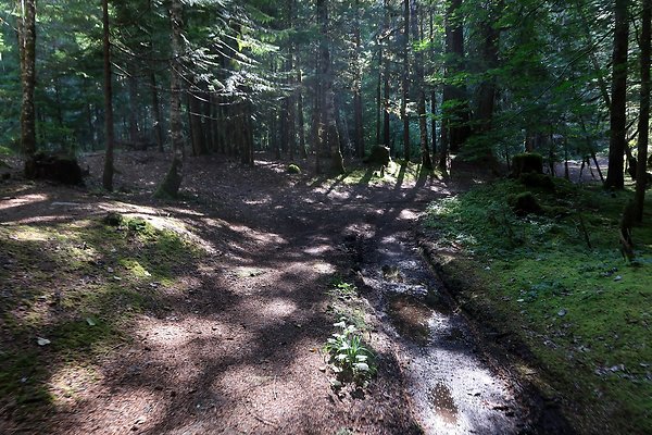 Skookum Flats Trailhead North USFS 2025 - 52