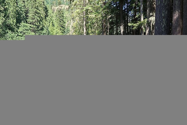 White River Access USFS  - 51