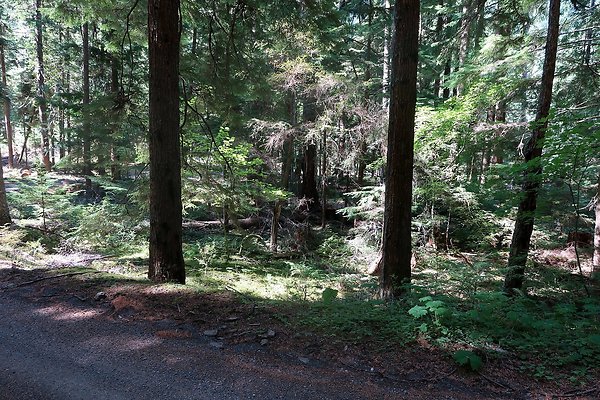 SR410 WSDOT 2025 - 49