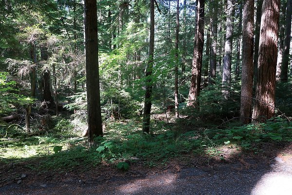 SR410 WSDOT 2025 - 50