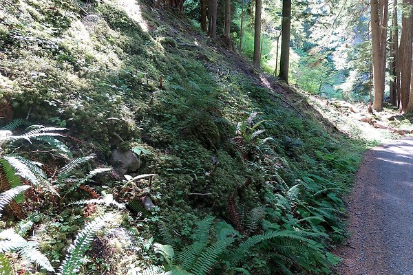 SR410 WSDOT 2025 - 47