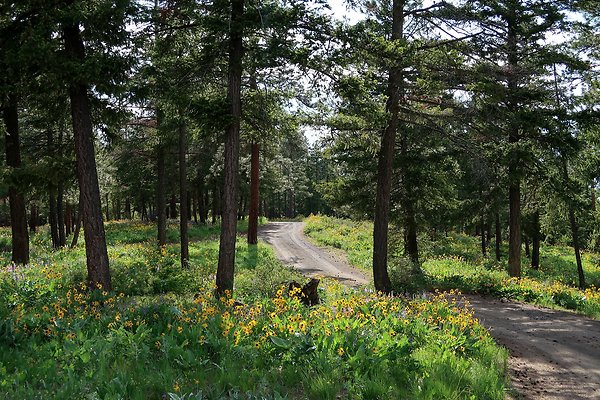 Waterville WA Douglas County  - 115