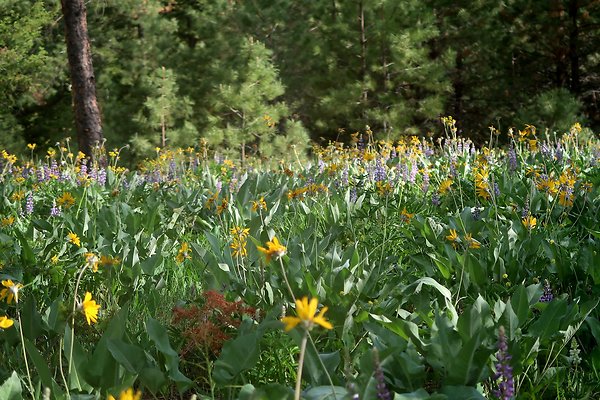 Waterville WA Douglas County  - 116
