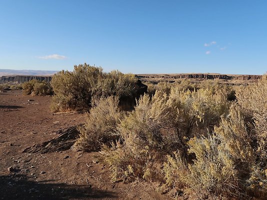 Frenchmans Coulee Feathers WDFW 2025 - 11