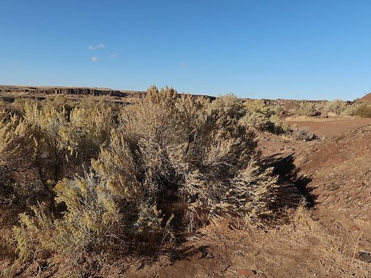Frenchmans Coulee Feathers WDFW 2025 - 12