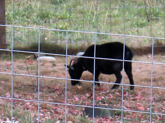 Ovenals doubleO ranch - 229 Ovenals doubleO ranch - 229