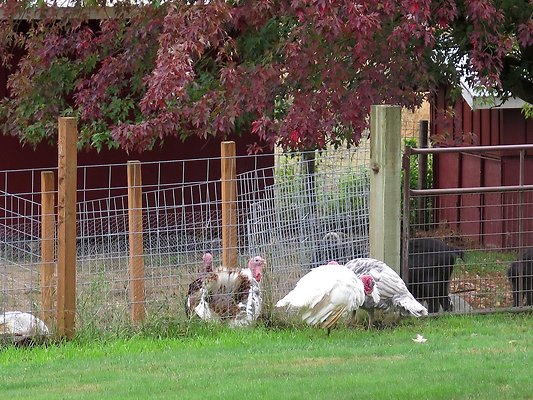 Ovenals doubleO ranch - 5 Ovenals doubleO ranch - 5