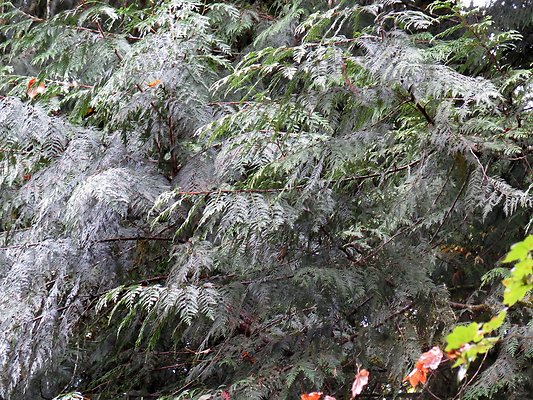 Ovenals doubleO ranch - 193 Ovenals doubleO ranch - 193