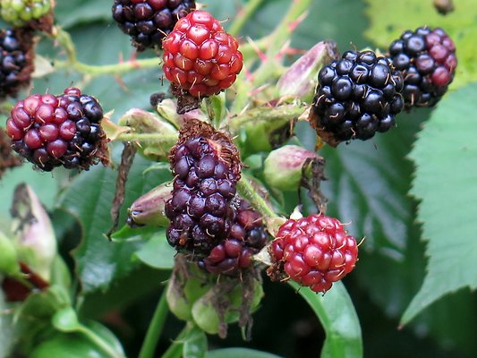 Ovenals doubleO ranch - 166 Ovenals doubleO ranch - 166