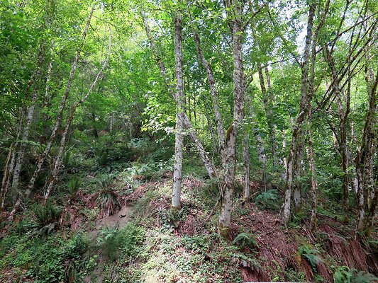 Medford rd Skagit county - 17