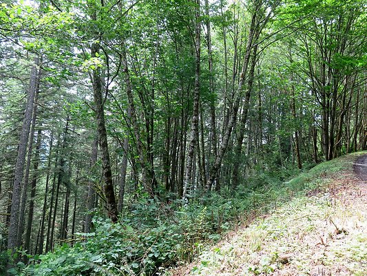 Medford rd Skagit county - 13