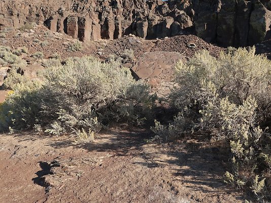 Frenchmans Coulee Feathers WDFW 2025 - 15 Frenchmans Coulee Feathers WDFW 2025 - 15