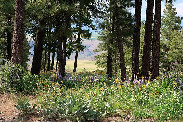 Waterville WA Douglas County - 114 Waterville WA Douglas County - 114