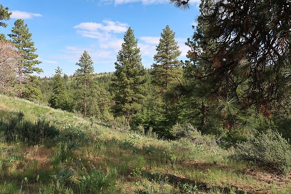 Waterville WA Douglas County - 113 Waterville WA Douglas County - 113