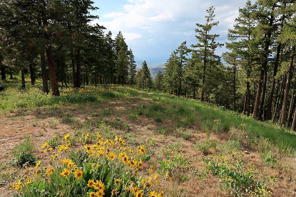 Waterville WA Douglas County - 104 Waterville WA Douglas County - 104